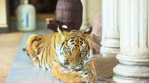 Phuket Zoo