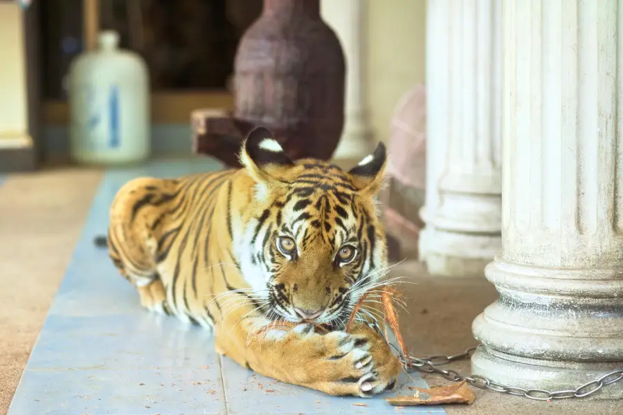 プーケット動物園