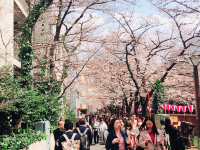 東京目黑川櫻花季 | 東京前五名人氣賞櫻景點！時尚購物區必去！