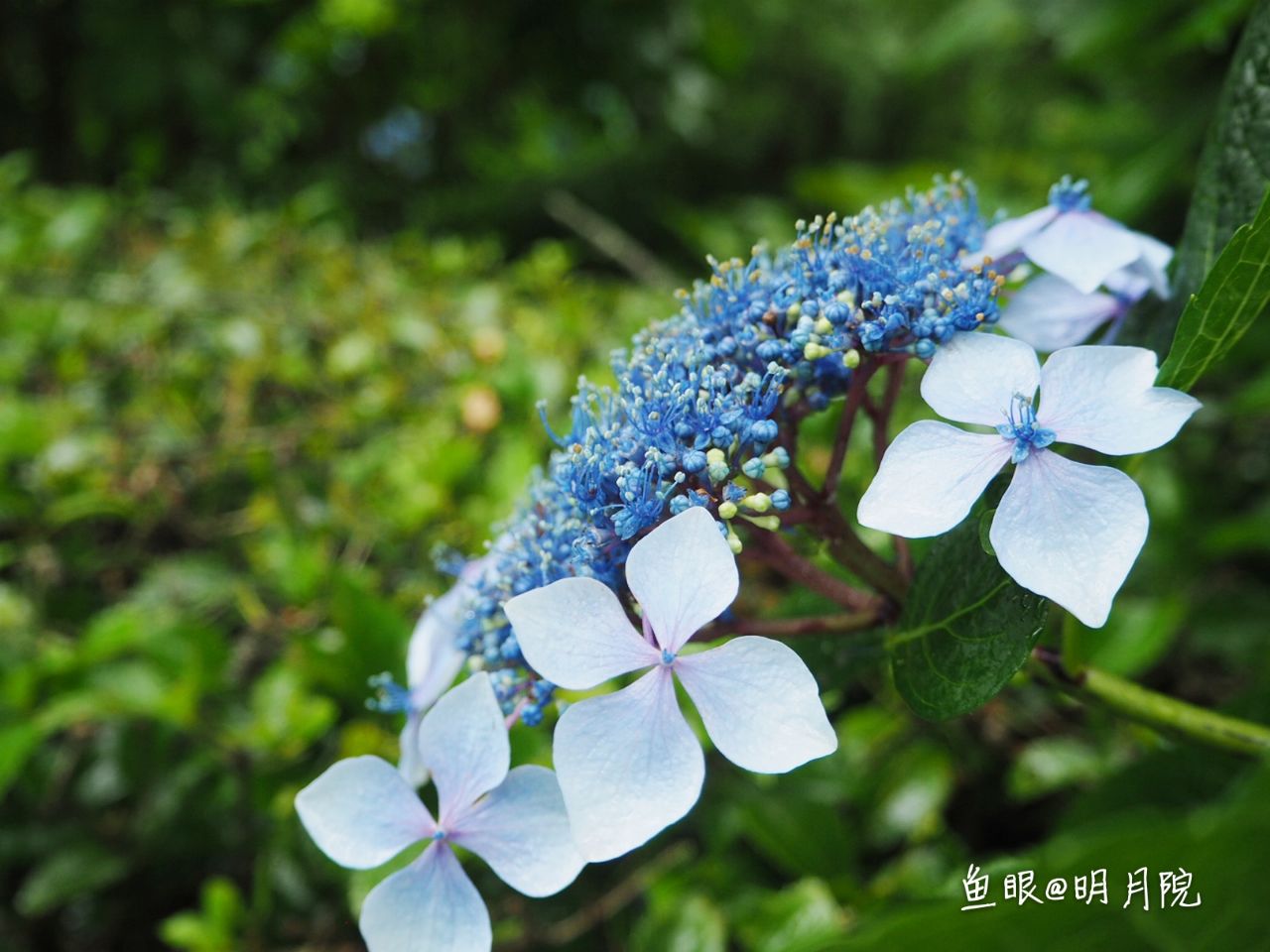 明月院旅遊攻略指南 明月院評論 明月院附近推薦 Trip Com 明月院旅遊攻略指南 明月院評論 明月院附近推薦 Trip Com
