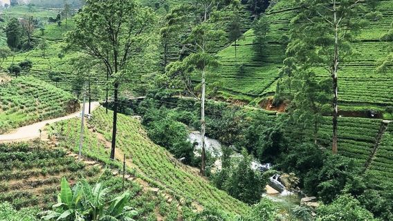 Nuwara Elia and Tea Country