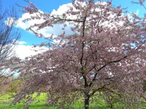 University Parks