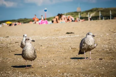 Scheveningen