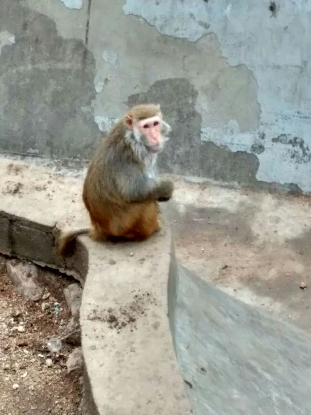 Qingdao Zoo