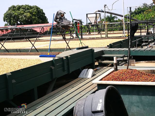Greenwell Coffee Farm