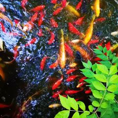 Bai Jia Da Yuan Restaurant User Photo