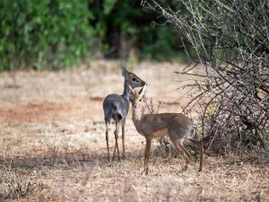 Samburu National Reserve