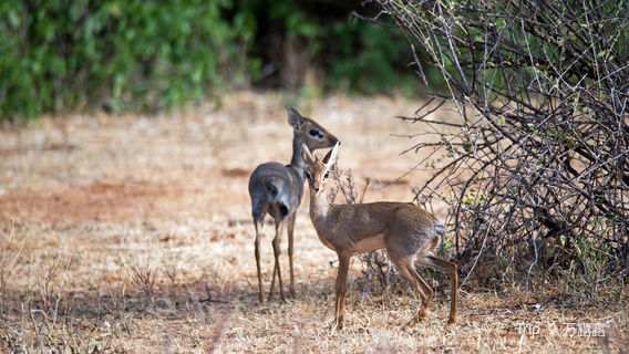 Samburu National Reserve