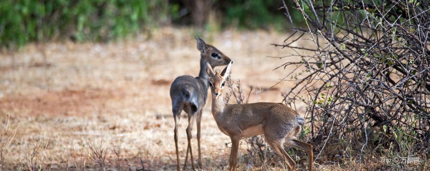 Samburu National Reserve