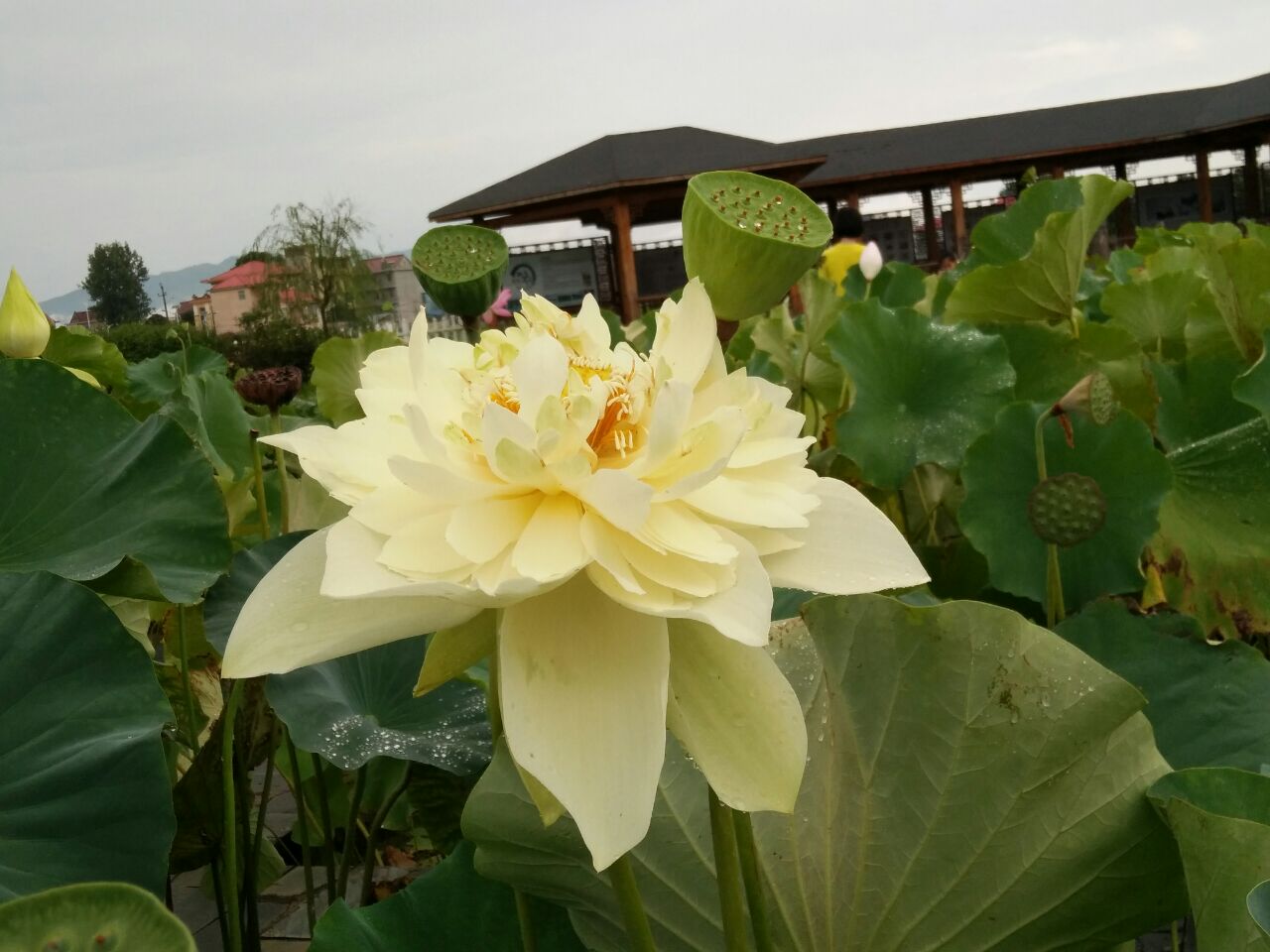 荷花博覽園旅遊攻略指南 荷花博覽園評價 荷花博覽園附近推薦 Trip Com