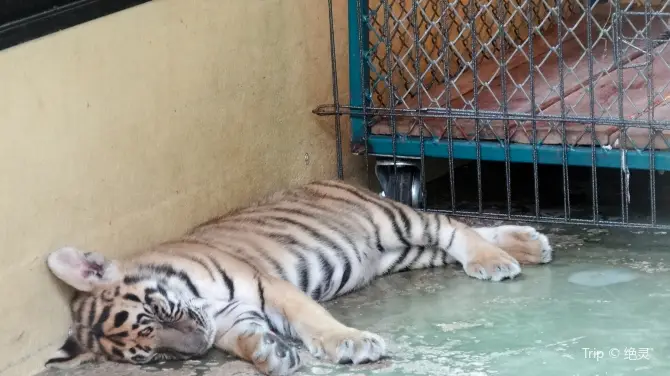 3_清邁老虎園