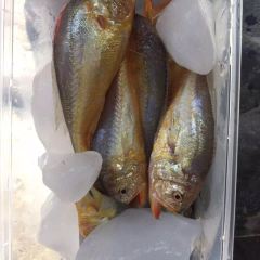 石塘人家(温岭店) User Photo