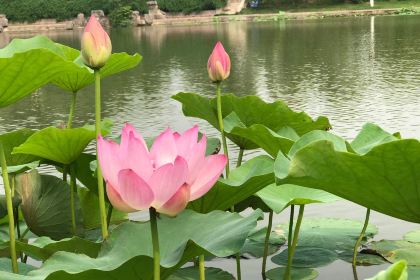Sushi Beef Noodles (huajian)