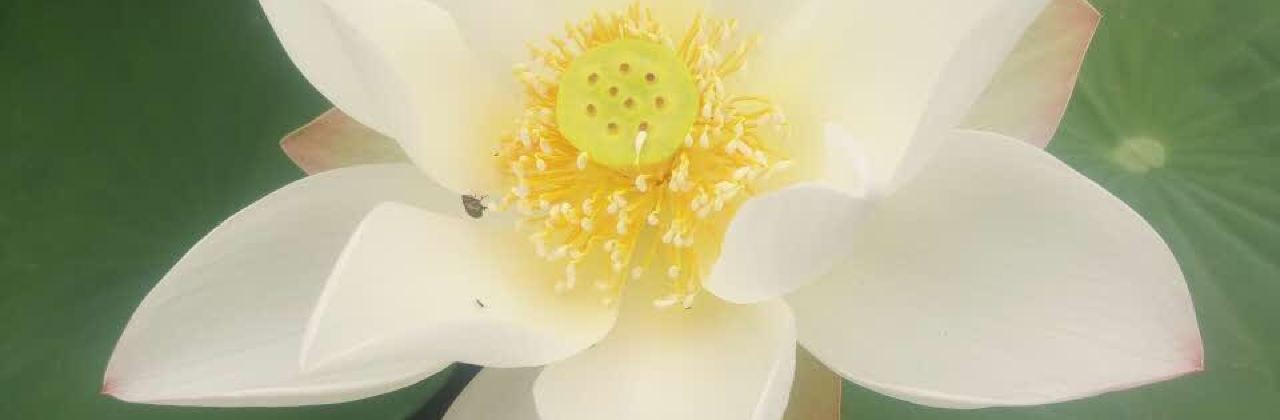 苏记奶酪(小冀店)