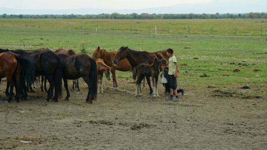 昭蘇牧場是天馬的故鄉，徬晚的時候可以看到馬群在河邊喝水
