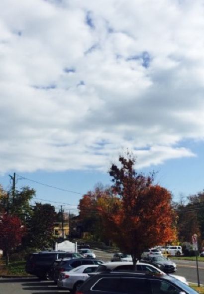 Shake Shack Westport