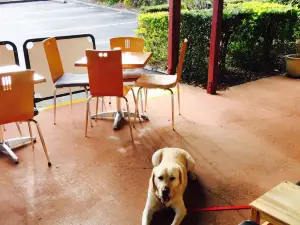 Buderim Coffee Monkey