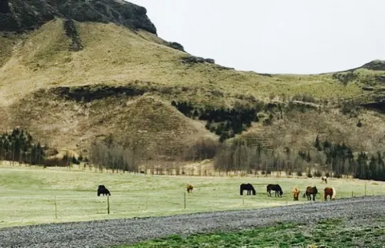 Restaurant at Hotel Geirland