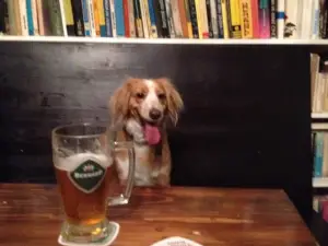 Pod Kamennym Stromom