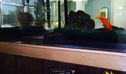 Javi's Oakdale Mexican Restaurant