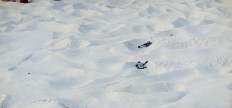 Passions on the Beach