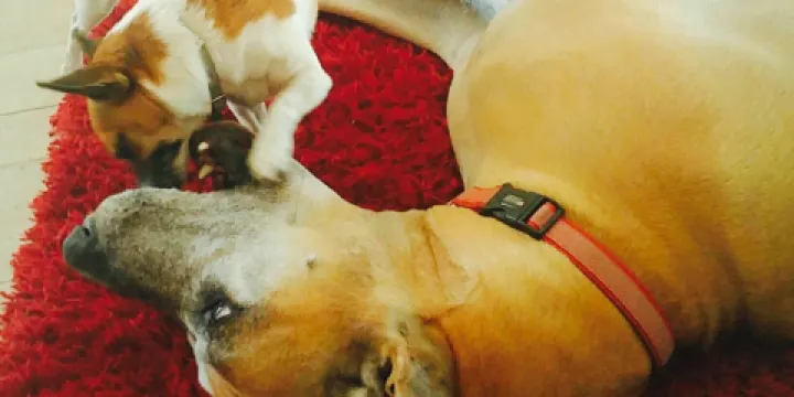 Pickers Cafe & Collectables