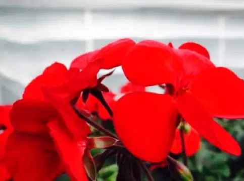 Grimsby Garden Centre