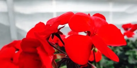 Grimsby Garden Centre