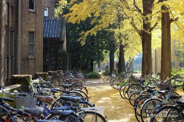 Ginkgo Viewing in Tokyo