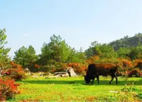 Chongqing Qianye Grassland Scenic Spot