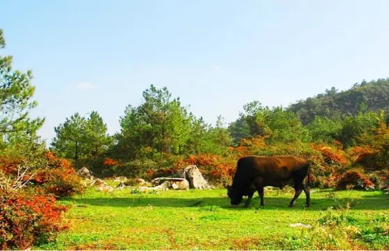 重慶千野草場景區門票成人