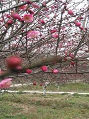 Wutong Flower Valley