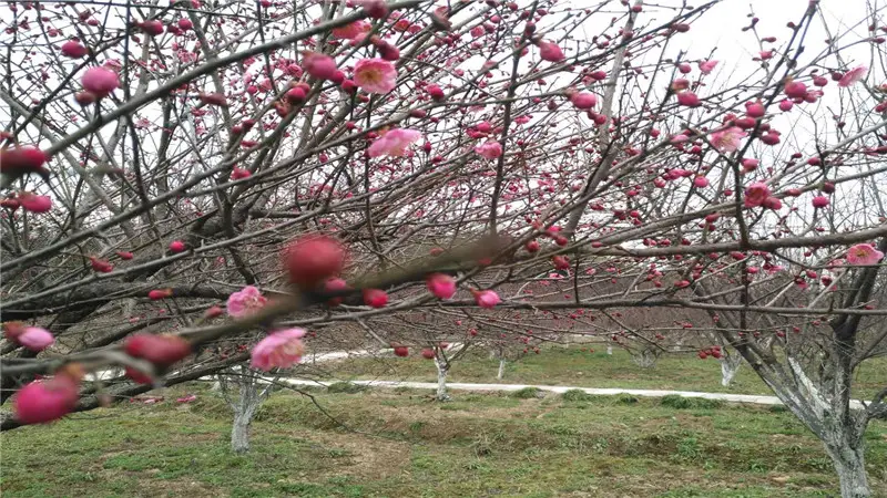 梧桐花谷