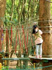 桂林冒險樹