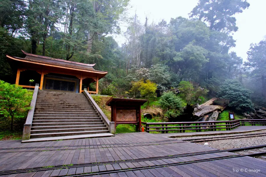 阿里山神木區