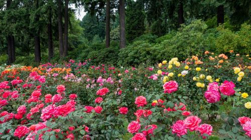 International Rose Test Garden