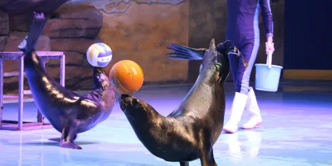 岳陽海立方酷比克海洋公園