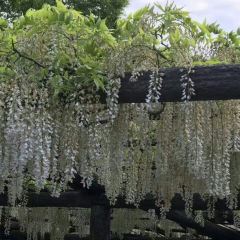 Chikurintei Shingu User Photo