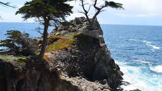 孤独的一株柏树，屹立在岩石上，面对汹涌澎湃的大海。这株孤柏位