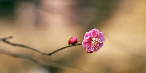 九峰山網嶴景區