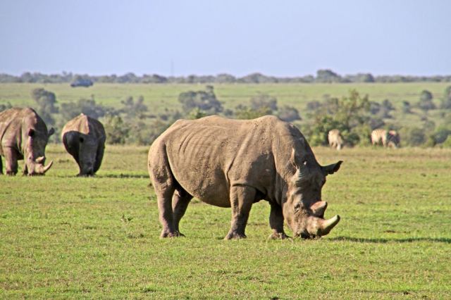 Sweetwaters Game Reserve