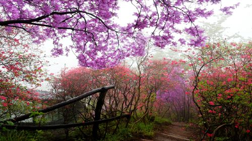 Tianmazhai Scenic Area in Yingshan County