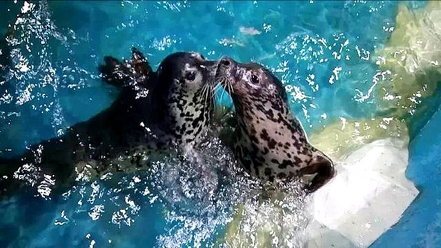 Yichang Underwater World