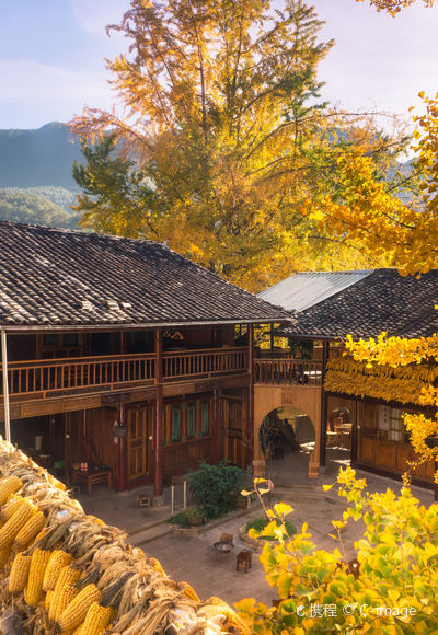 Ginkgo Viewing in Tengchong
