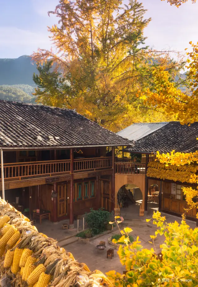 Ginkgo Viewing in Tengchong