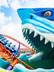 Dolphin Roller Coaster