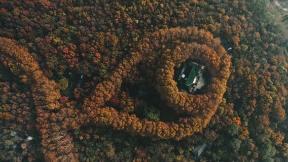 Nanjing Day Tour|Sun Yat-sen Mausoleum, Ming Xiaoling Mausoleum, Meiling Palace (Private or group tour available)