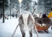 Rovaniemi: Santa's Home on the Arctic Circle