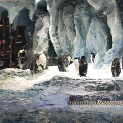 Emperor Penguin All Day Dining User Photo