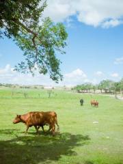 Xilingol Grassland